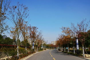 半畝方塘一鑒開，天光云影共徘徊——安徽國際商務職業學院校園綠化景觀提升工程精品賞析