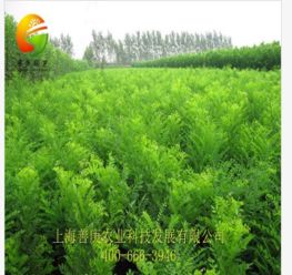 天狼網 一站式花卉園林采購平臺，連接淘寶與綠化工程